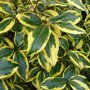 Bontbladige olijfwilg blad